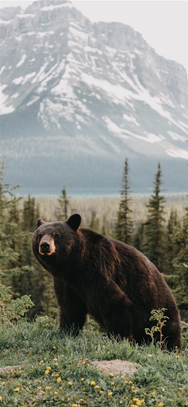 1125x2436 Close (Almost) Encounter - snow iPhone X Wallpaper