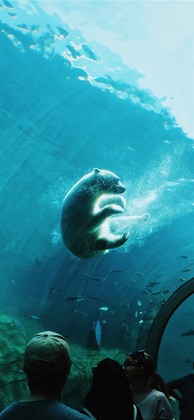 1125x2436 Polar Bear - aquarium iPhone X Wallpaper