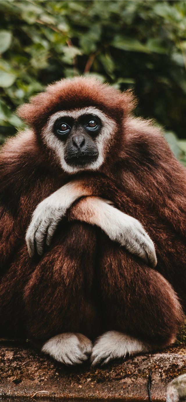 1125x2436 Thinking about the future  - portrait iPhone X Wallpaper