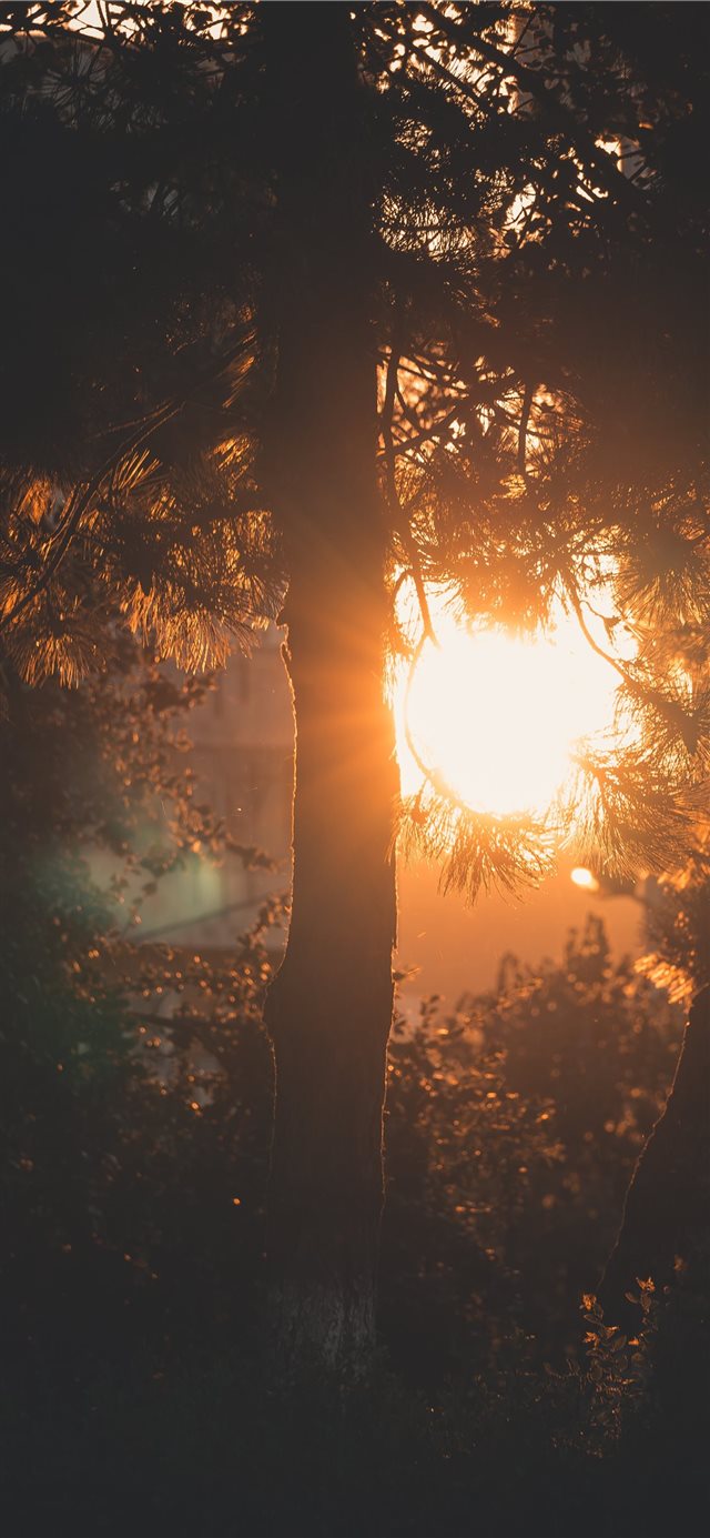 1125x2436 Golden Hour in the City - sunlight iPhone X Wallpaper