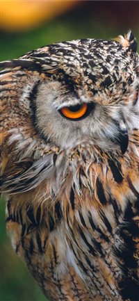 Owl wallpaper