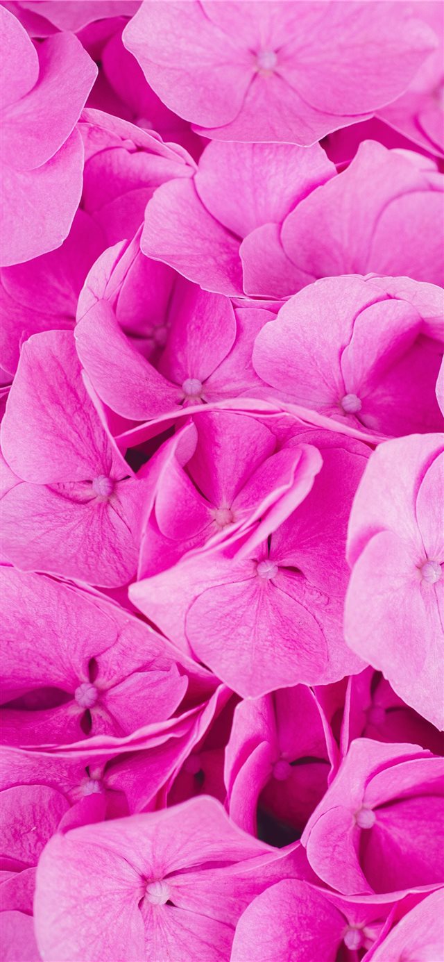 1125x2436 Pink Power - yellow iPhone X Wallpaper