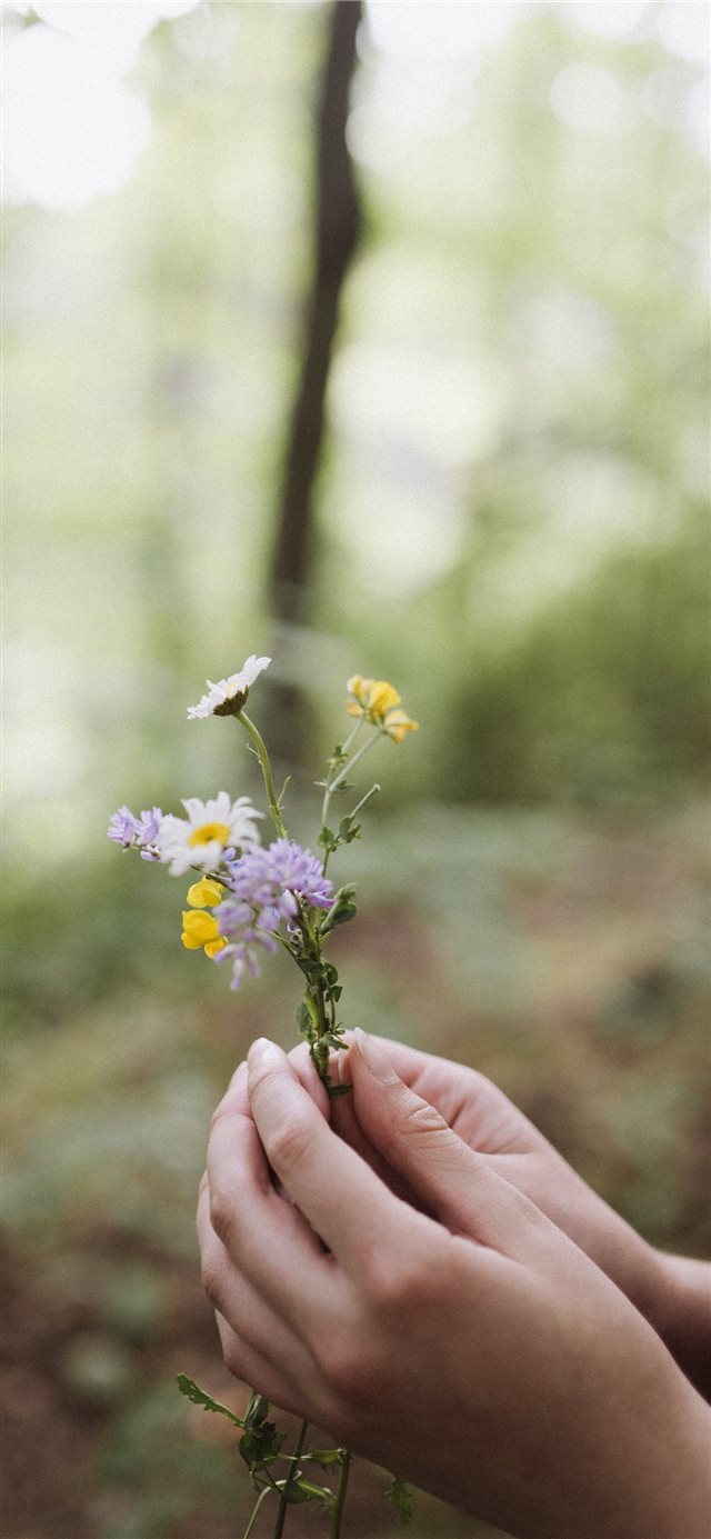 1125x2436 Ontario  Canada - wildflower iPhone X Wallpaper