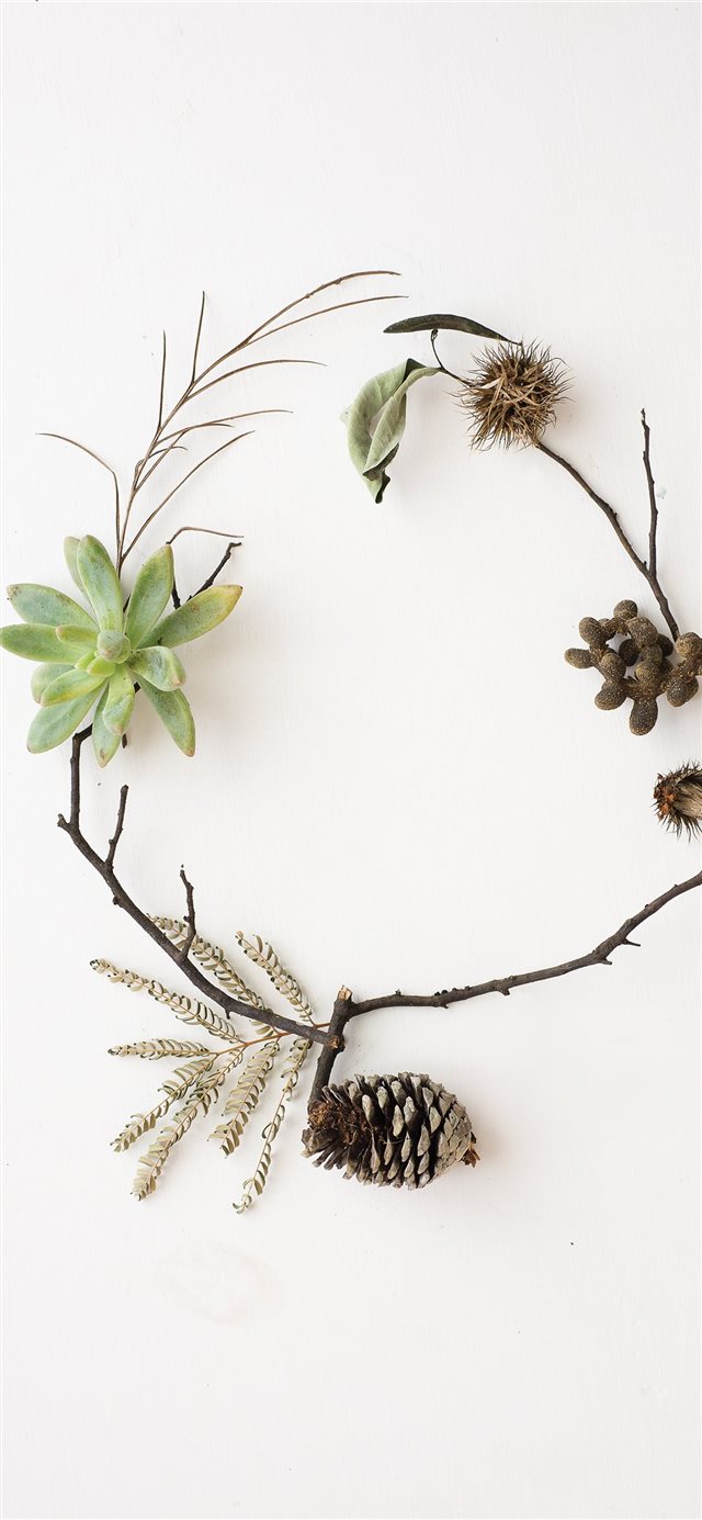 1125x2436 Nature flatlay - succulent iPhone X Wallpaper