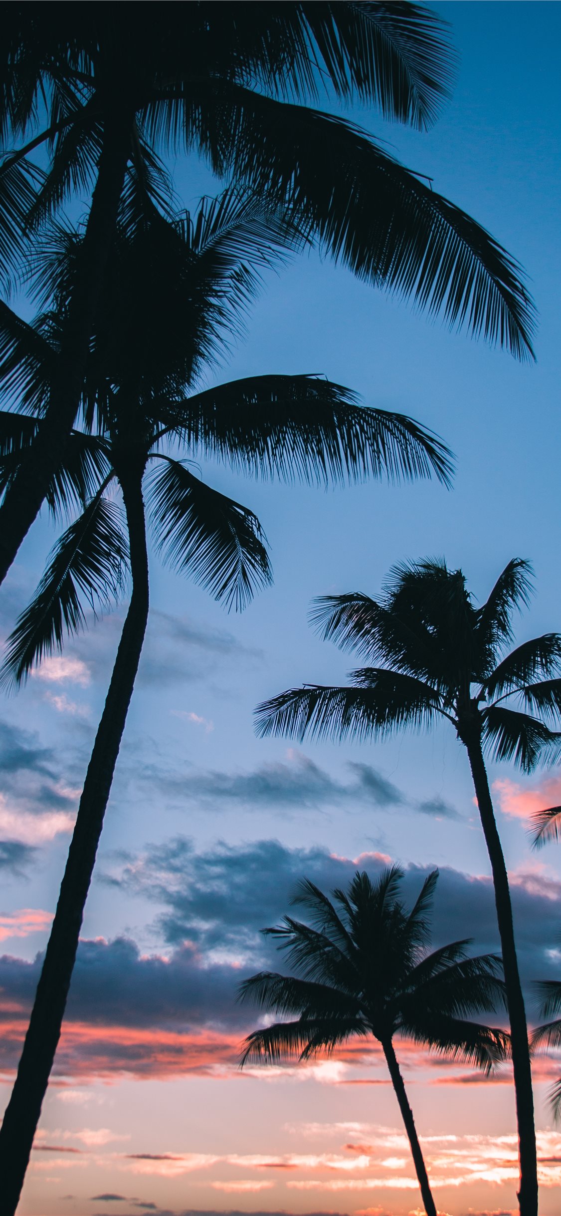 Vacation holiday bright day background wallpaper. Palm trees on tropical  secluded sandy beach. Blue Stock Photo by Igor_Tichonow