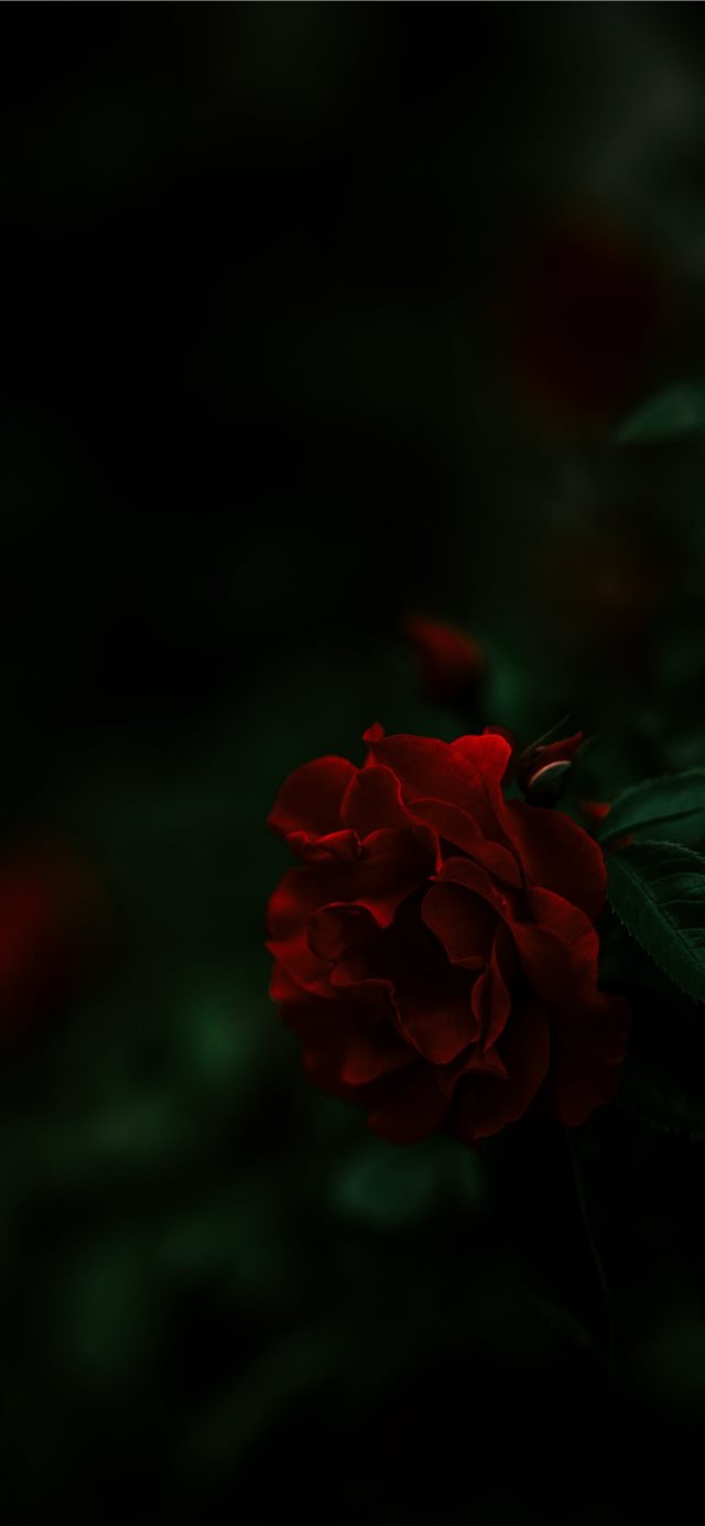 1125x2436 Summer - rose iPhone X Wallpaper