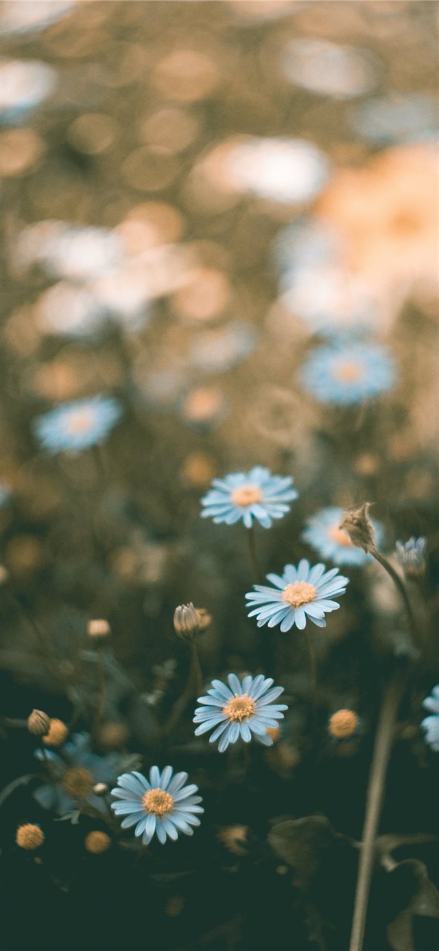 1125x2436 flower - daisy iPhone X Wallpaper