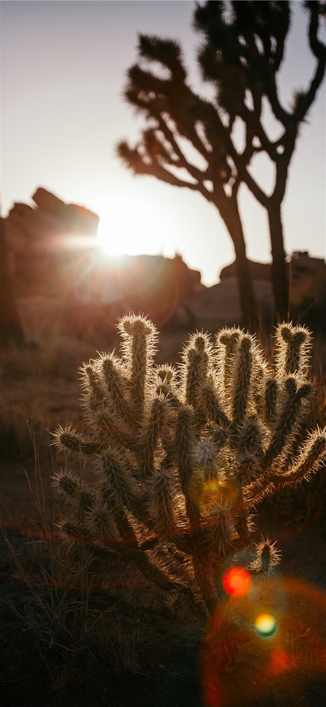 1125x2436 Baby Cactus in the Desert - flare iPhone X Wallpaper
