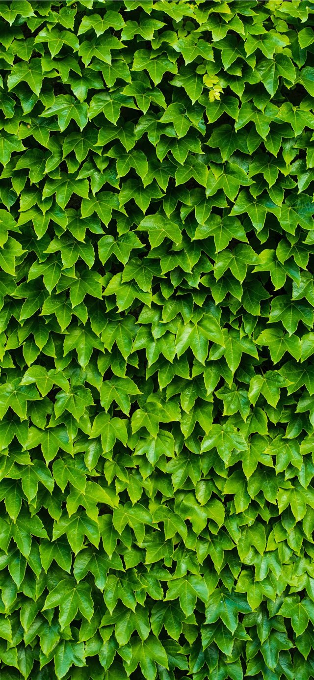 1125x2436 foliage - foliage iPhone X Wallpaper