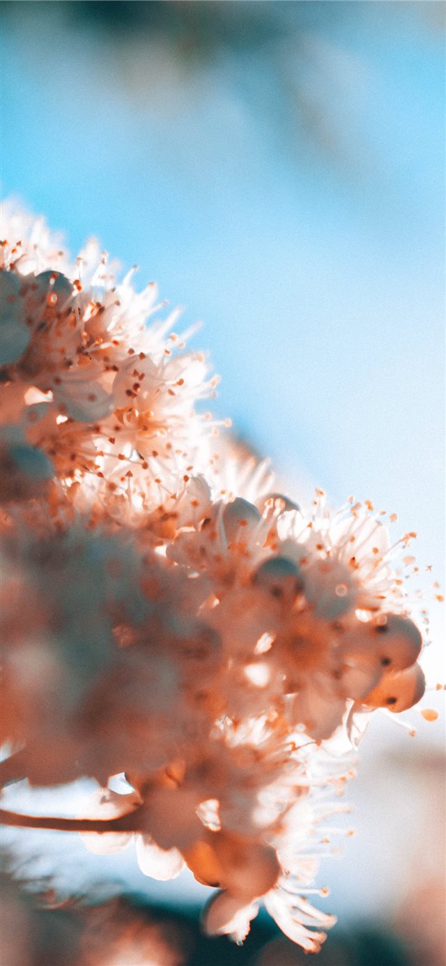 1125x2436 macro - macro iPhone X Wallpaper