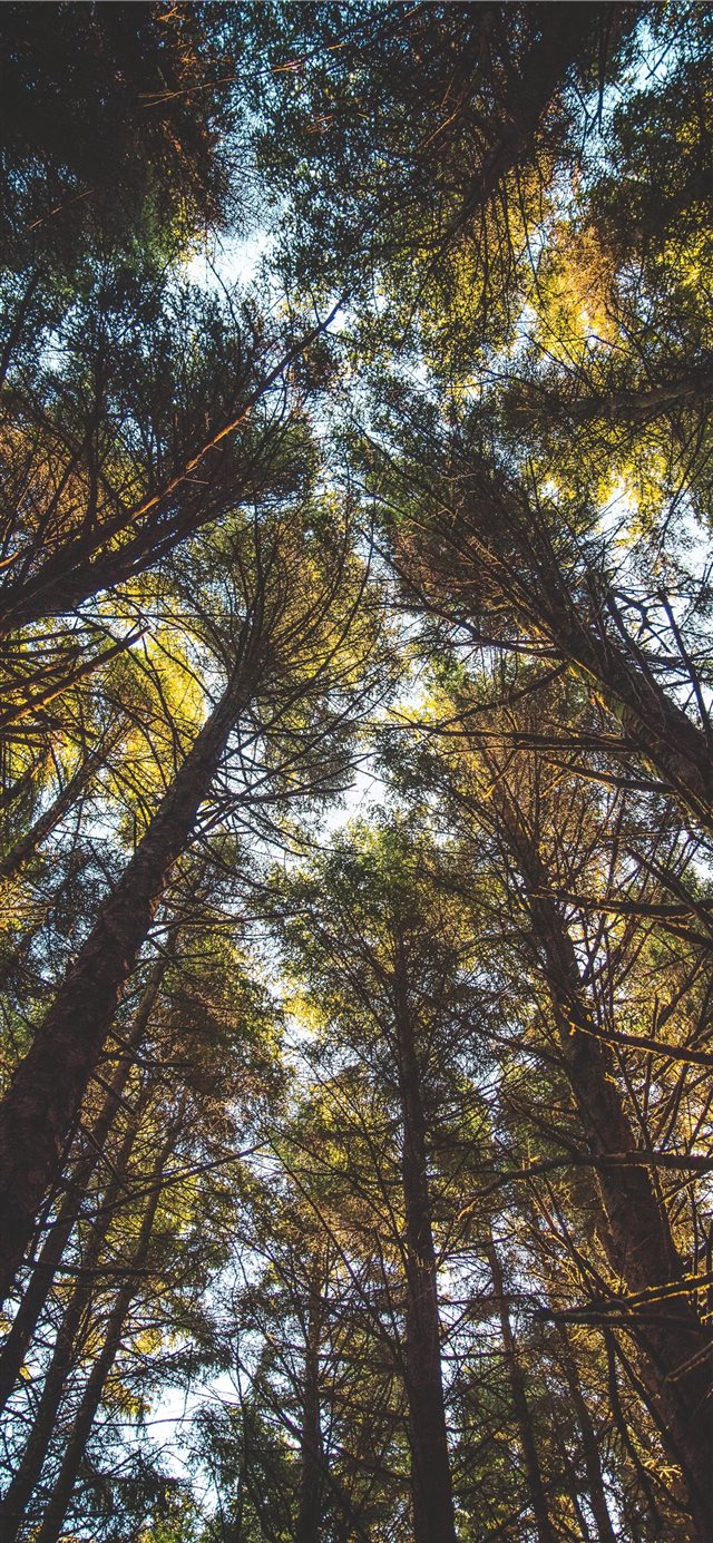 1125x2436 looking up - oregon iPhone X Wallpaper