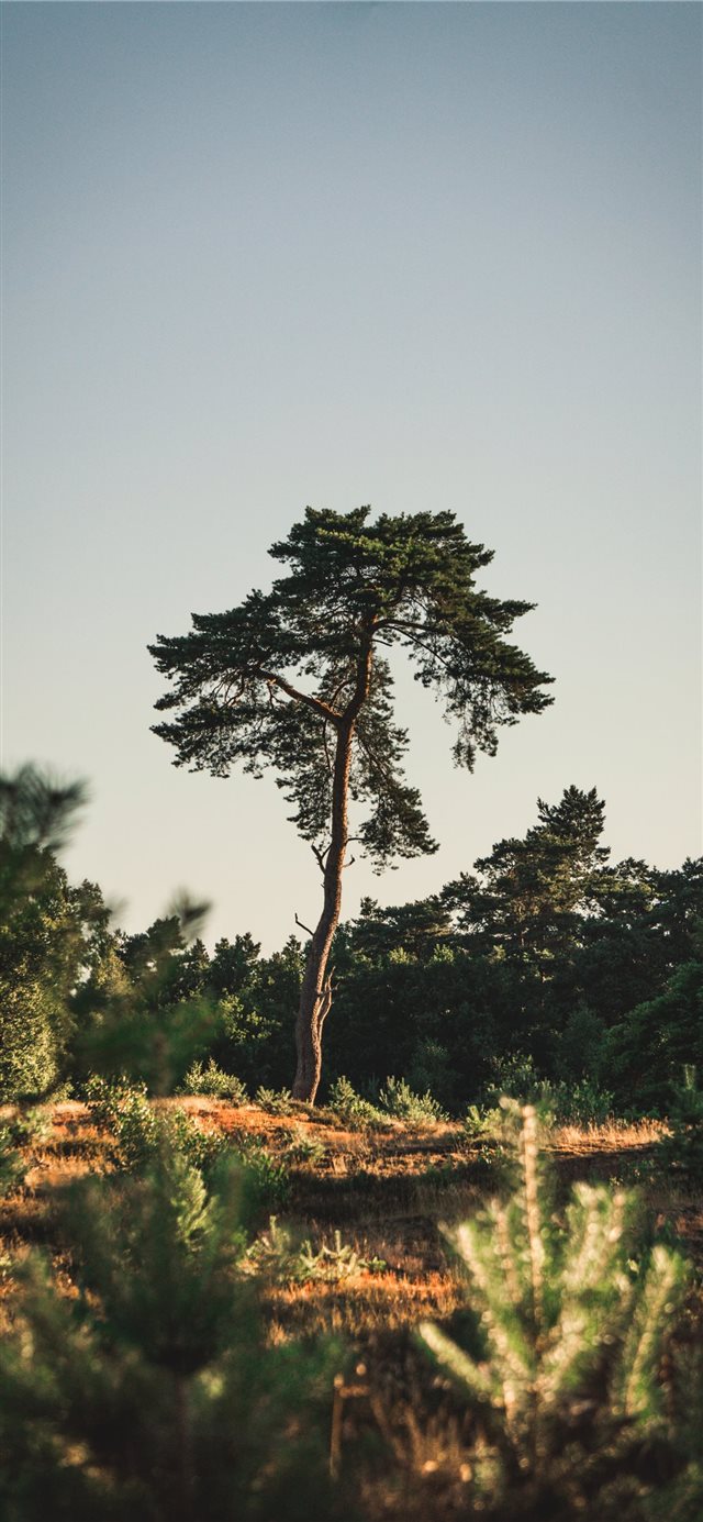 1125x2436 The lucky shot - moody iPhone X Wallpaper