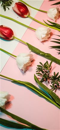 Tulipsomania wallpaper