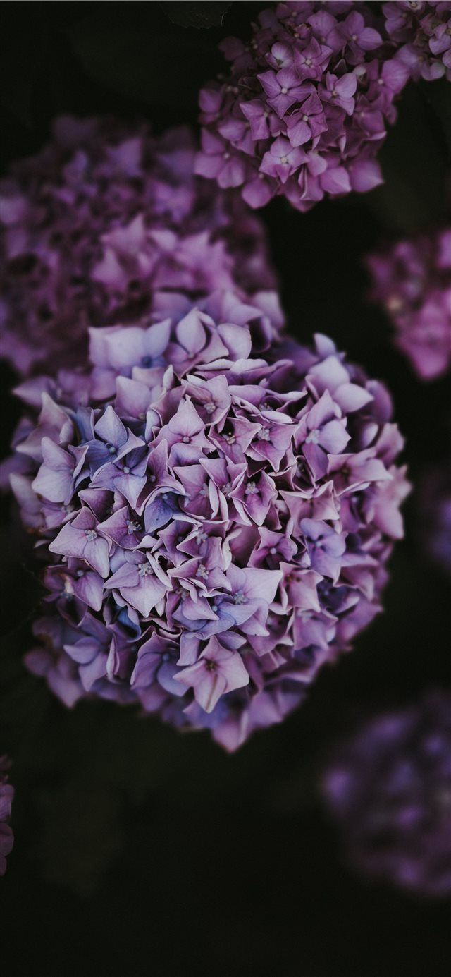 1125x2436 Hydrangea - floral iPhone X Wallpaper