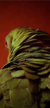 Plumas wallpaper