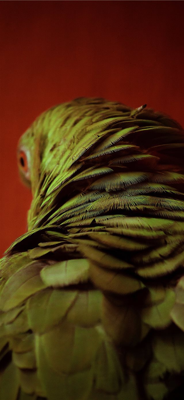 1125x2436 Plumas - hd iPhone X Wallpaper