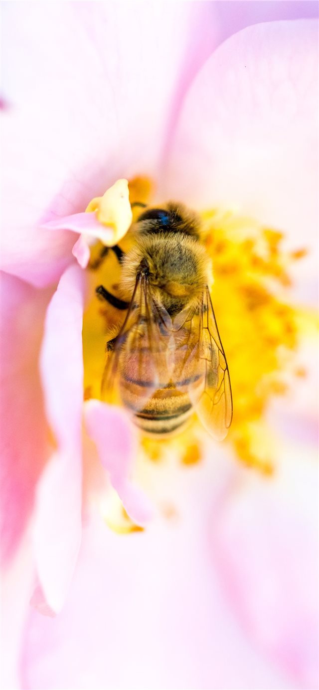 1125x2436 petal - petal iPhone X Wallpaper