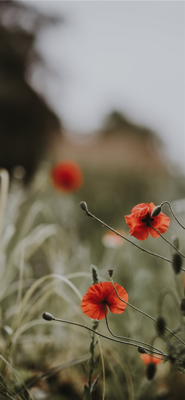 1125x2436 Red poppies  wildflowers - stalk iPhone X Wallpaper