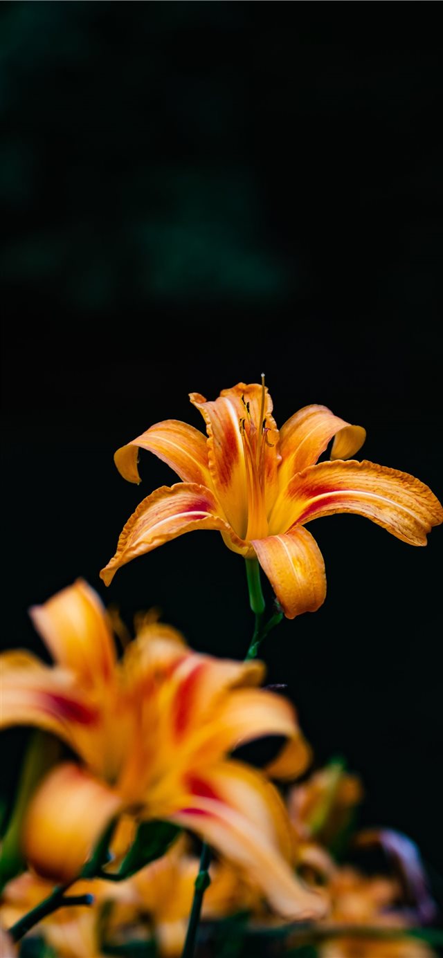 1125x2436 orange beauty - plant iPhone X Wallpaper