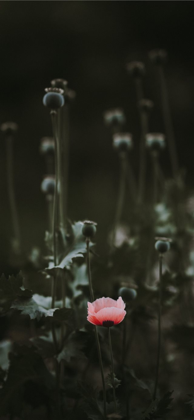 1125x2436 Pink Poppy with blank space - green iPhone X Wallpaper