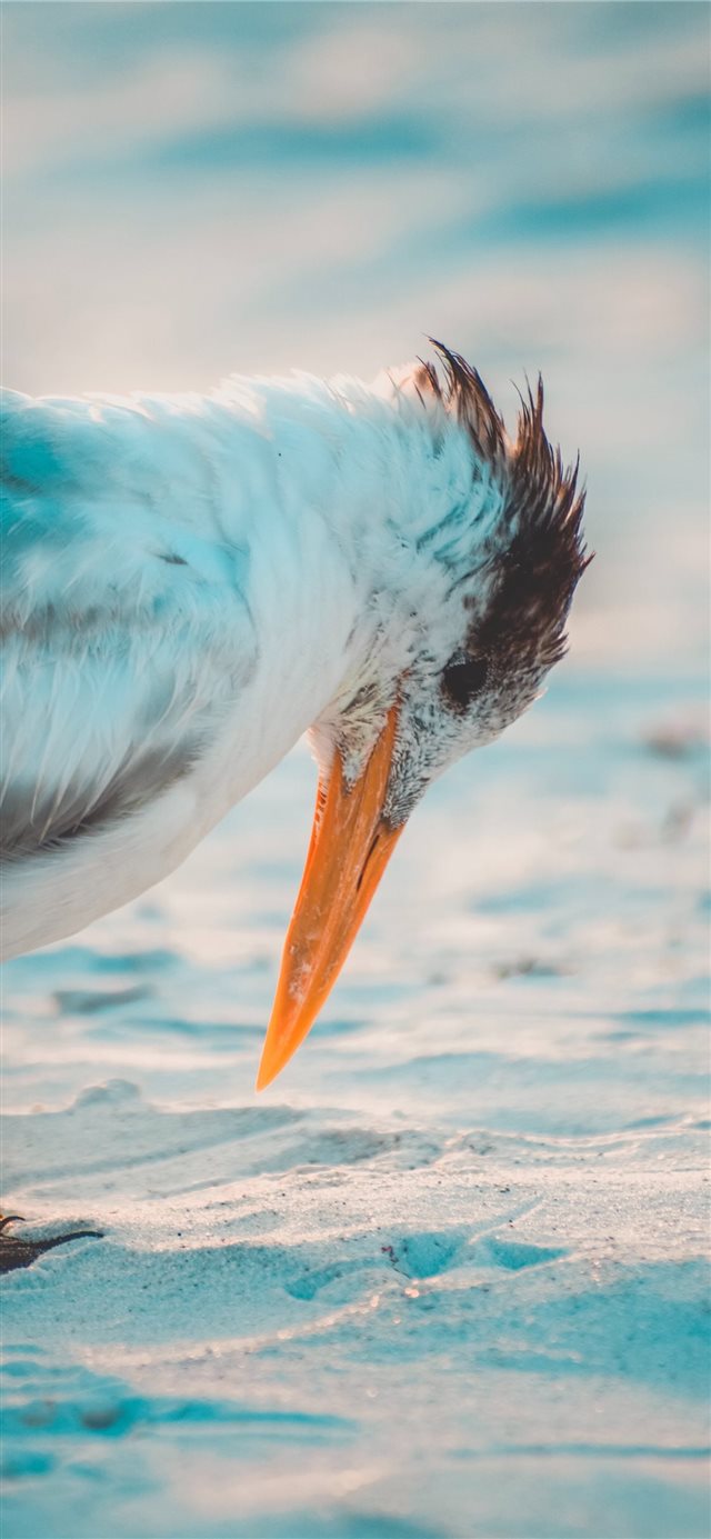 1125x2436 Birds Stare - new york iPhone X Wallpaper