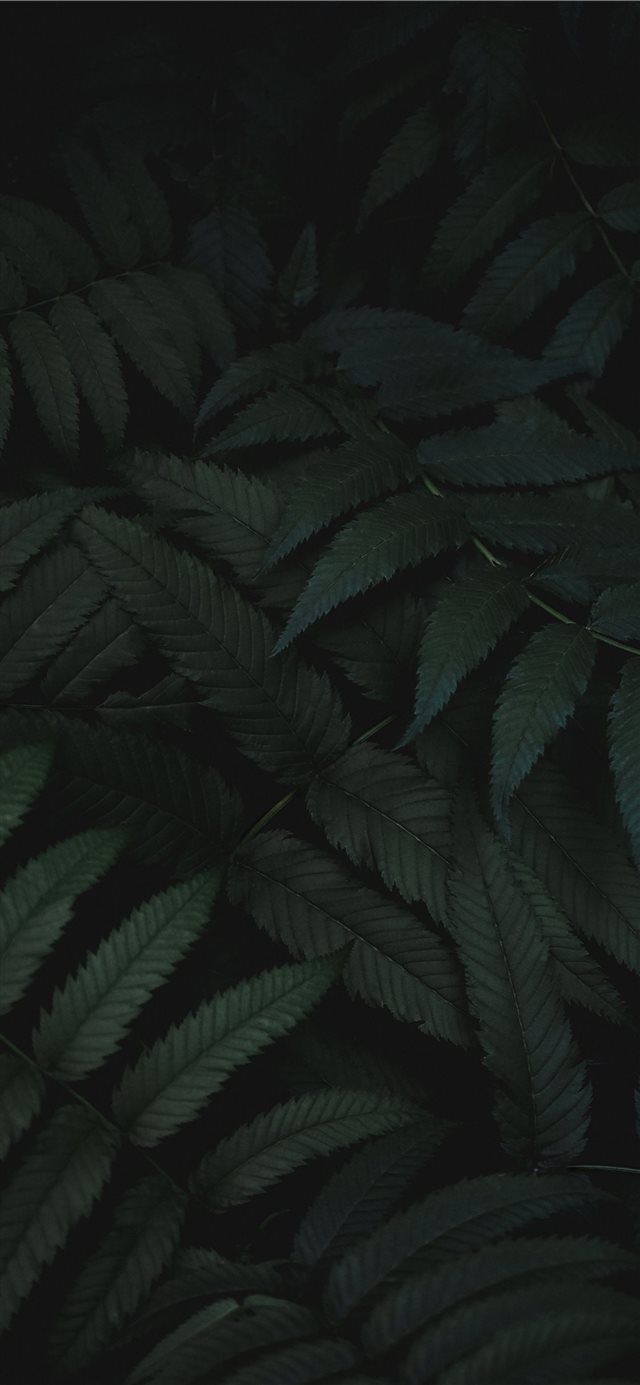 1125x2436 Mysterious Green - green iPhone X Wallpaper