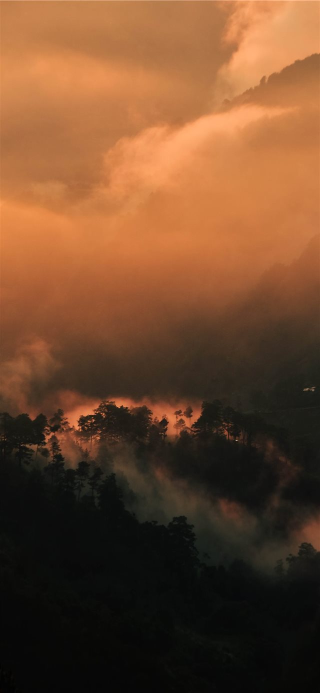 1125x2436 A sunset to never forget - tree iPhone X Wallpaper