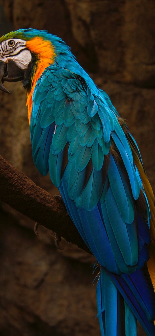 1125x2436 Parrot - wall iPhone X Wallpaper