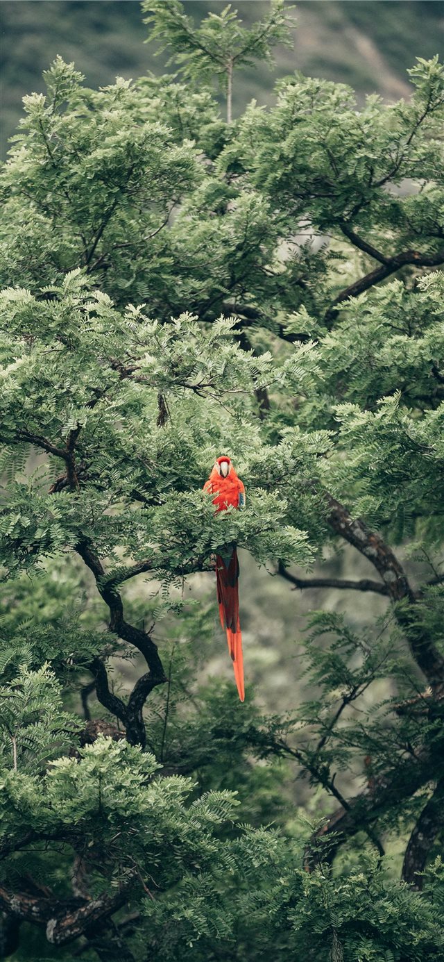 1125x2436 bird - bird iPhone X Wallpaper