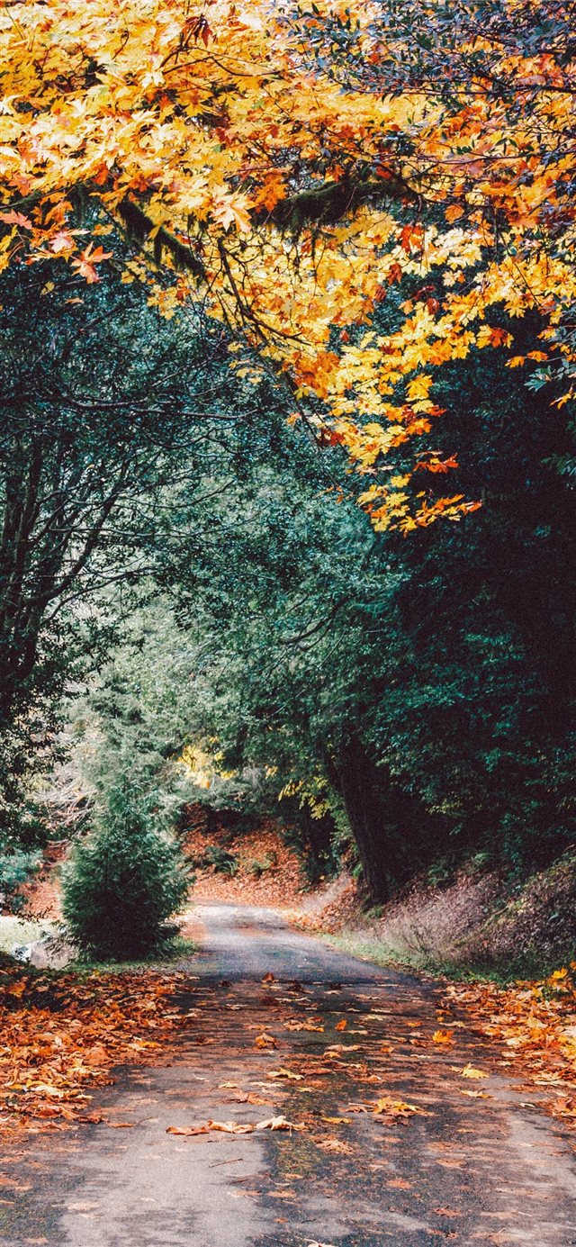 1125x2436 Elk River Campground  Port Orford  United States - driving iPhone X Wallpaper