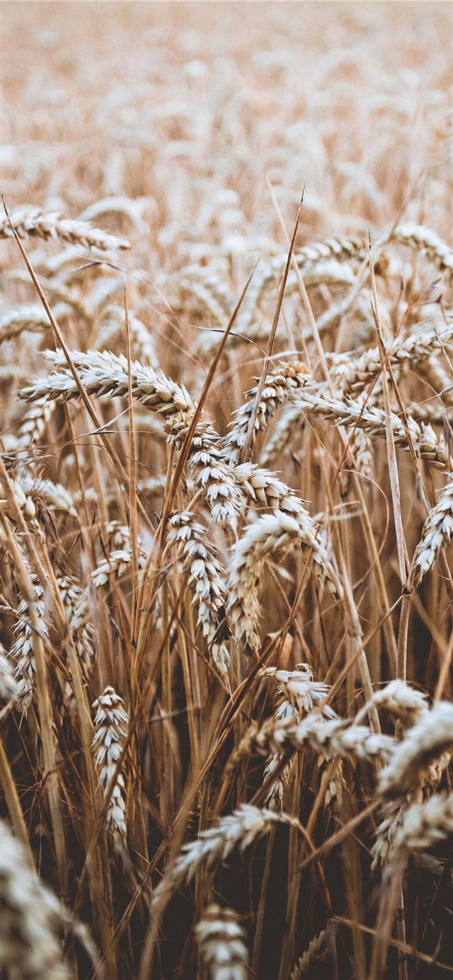 1125x2436 in the fields - corn iPhone X Wallpaper