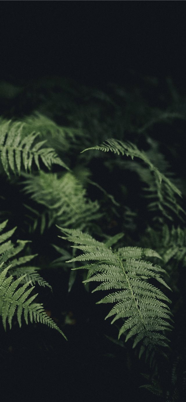 1125x2436 Afterglow - plant iPhone X Wallpaper