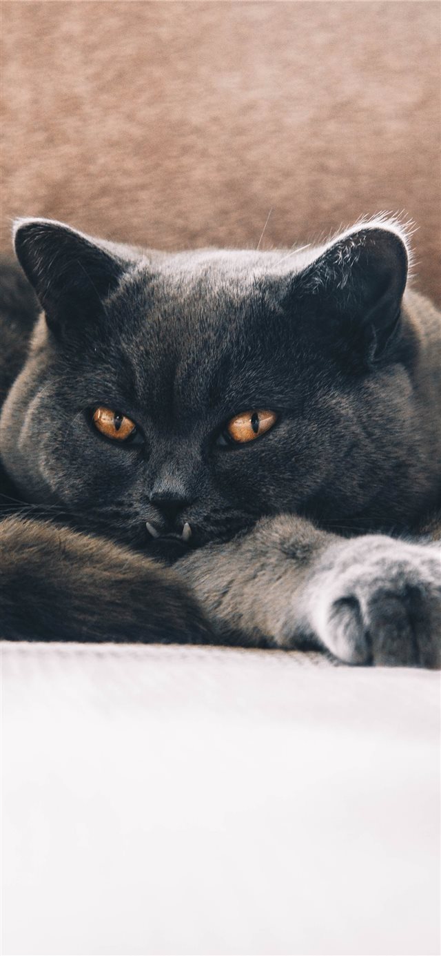 1125x2436 ANGEL - stare iPhone X Wallpaper