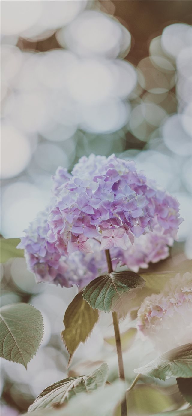 1125x2436 Hydrangea with beautiful bokeh - floral iPhone X Wallpaper