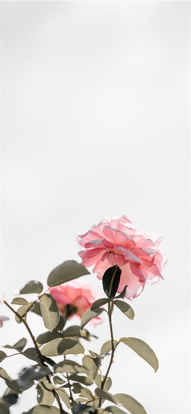 1125x2436 Pink roses with blank space  light - light iPhone X Wallpaper