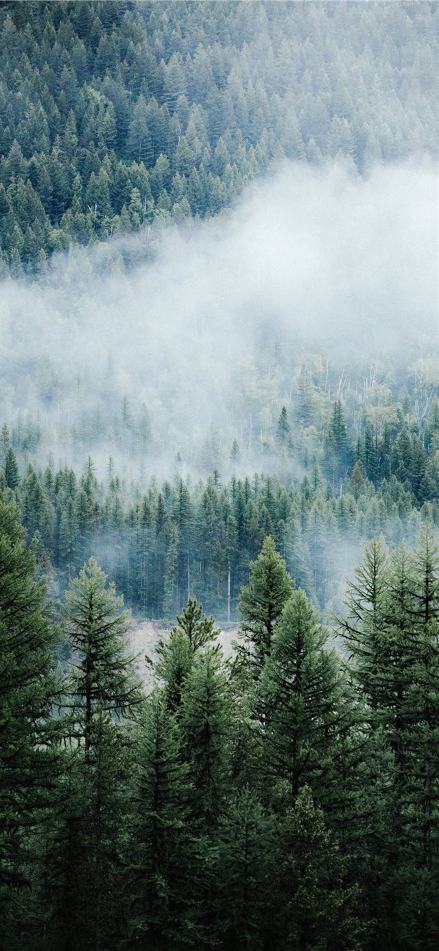 1125x2436 A Moody Morning - canon iPhone X Wallpaper