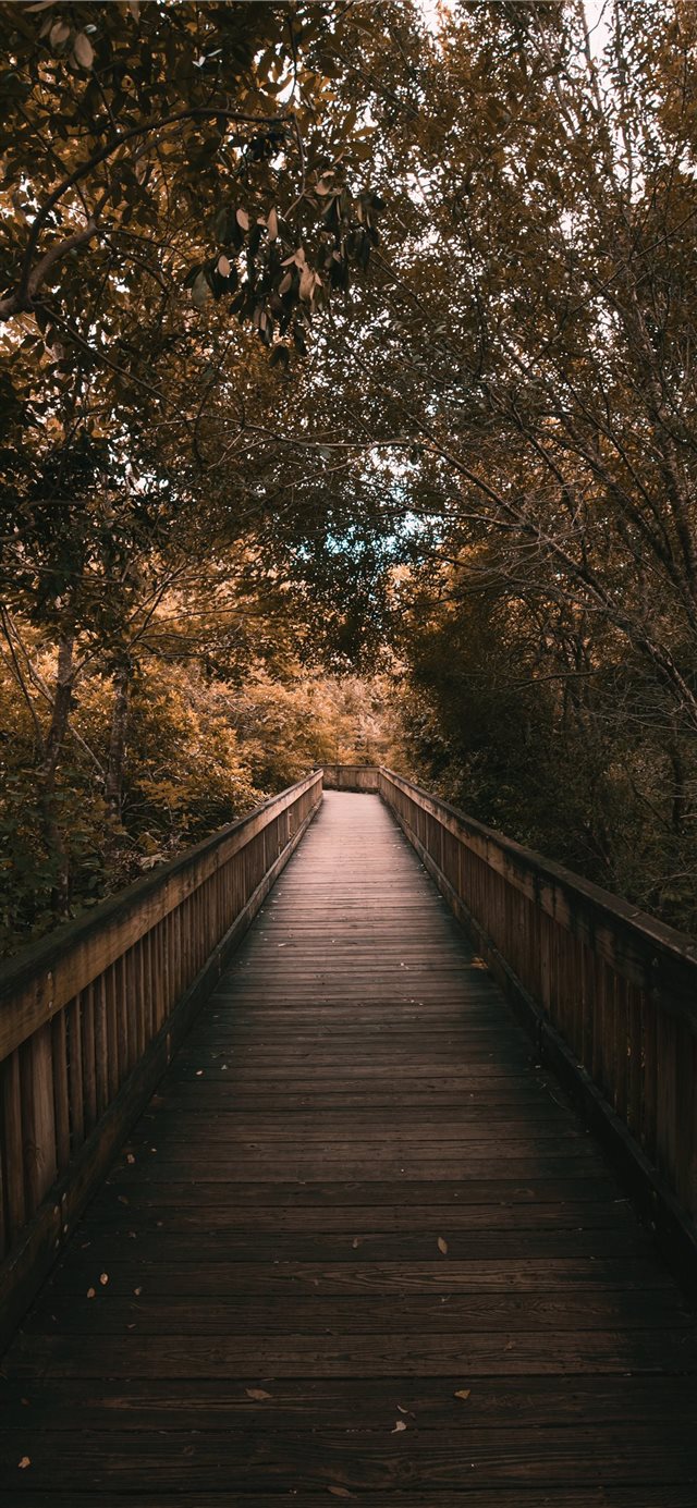 1125x2436 Endless - tree iPhone X Wallpaper