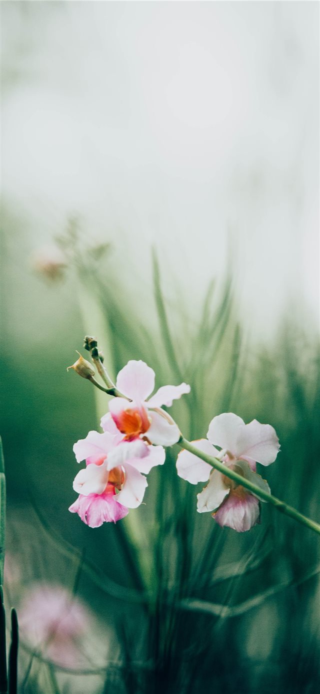 1125x2436 flower - blossom iPhone X Wallpaper