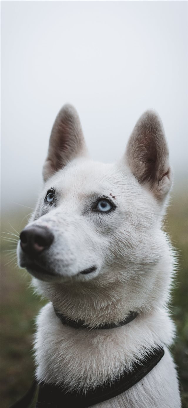 1125x2436 Those eyes! - background iPhone X Wallpaper