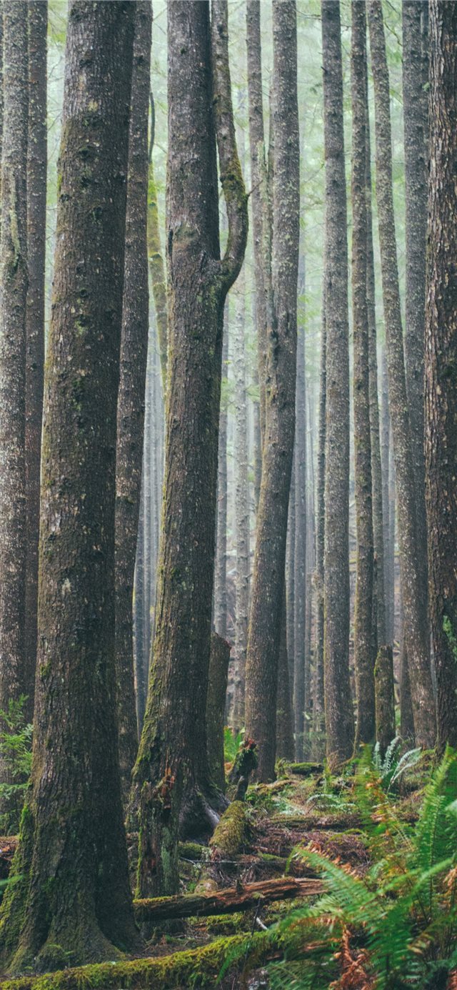 1125x2436 Ecola State Park  Cannon Beach  United States - vertical iPhone X Wallpaper