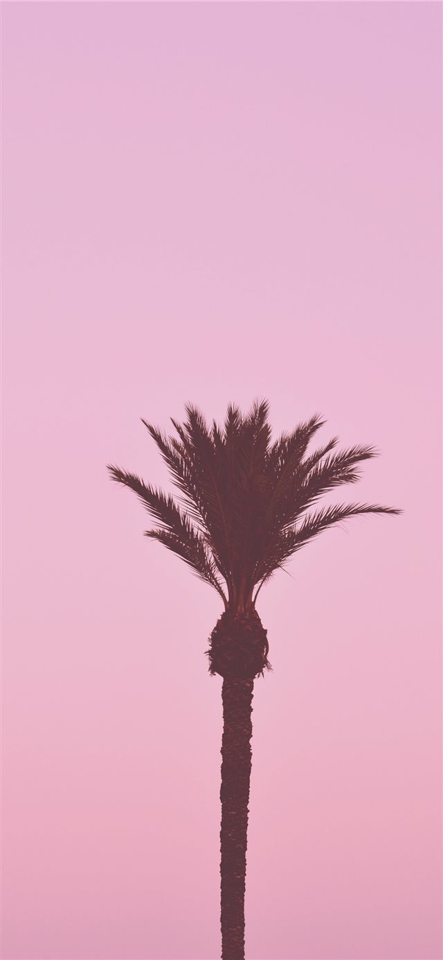 1125x2436 La palmera romántica - palm iPhone X Wallpaper