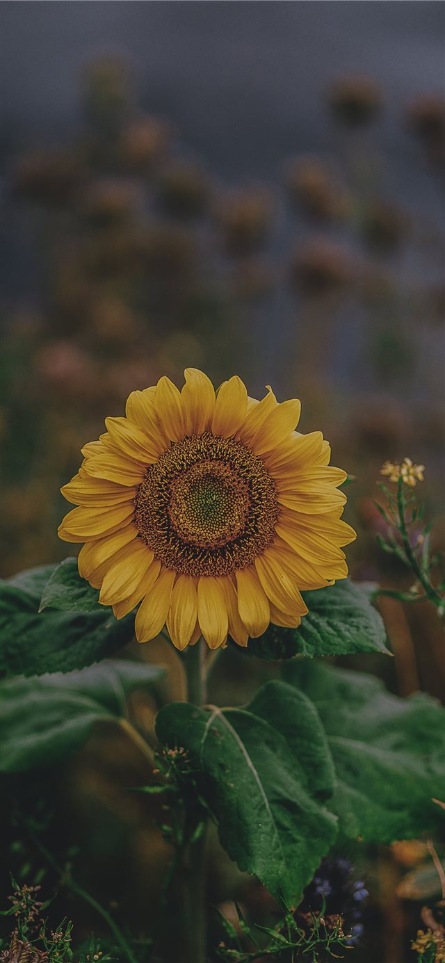 1125x2436 sunflower - flower iPhone X Wallpaper