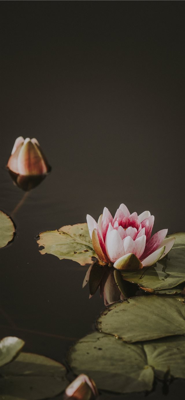 1125x2436 Lily pad - lily iPhone X Wallpaper