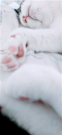 Pink Panther wallpaper