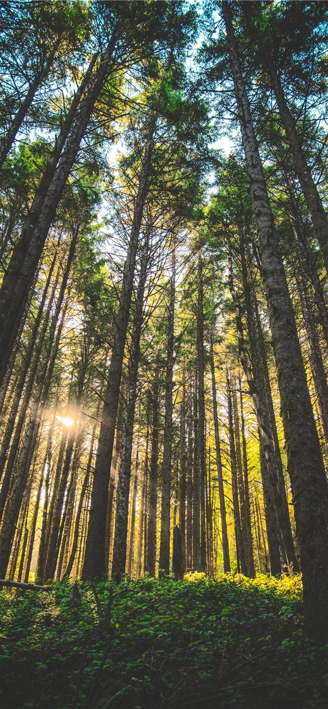 1125x2436 Oregon  United States - photo iPhone X Wallpaper