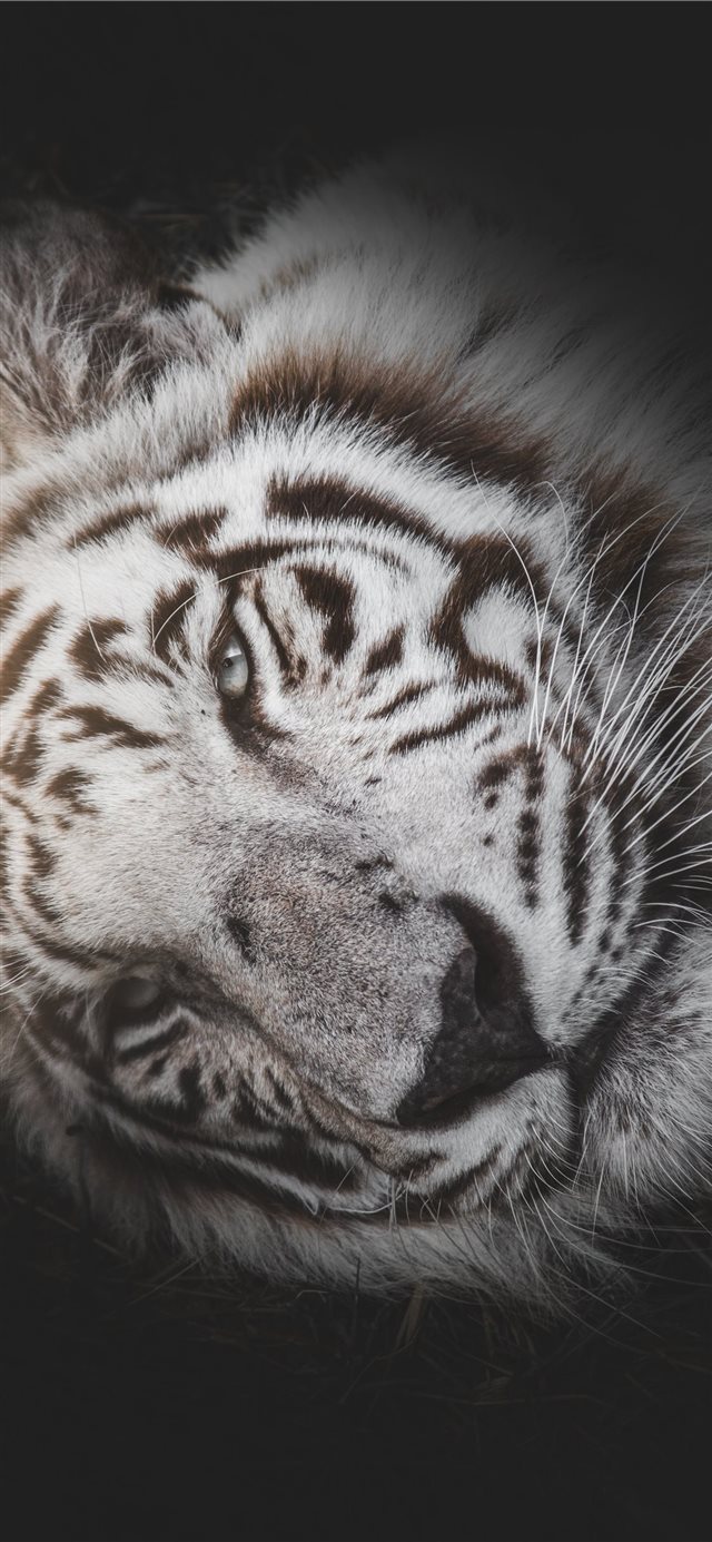 1125x2436 A Rare Beauty - orange iPhone X Wallpaper