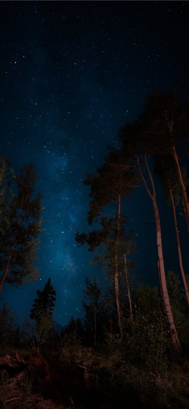 1125x2436 darkness - tree iPhone X Wallpaper