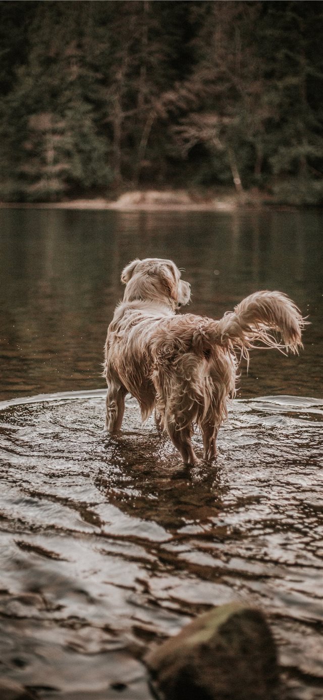 1125x2436 Cooper in the Wild -  iPhone X Wallpaper