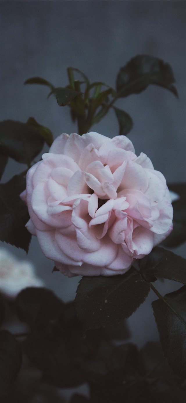 1125x2436 Someday - petal iPhone X Wallpaper