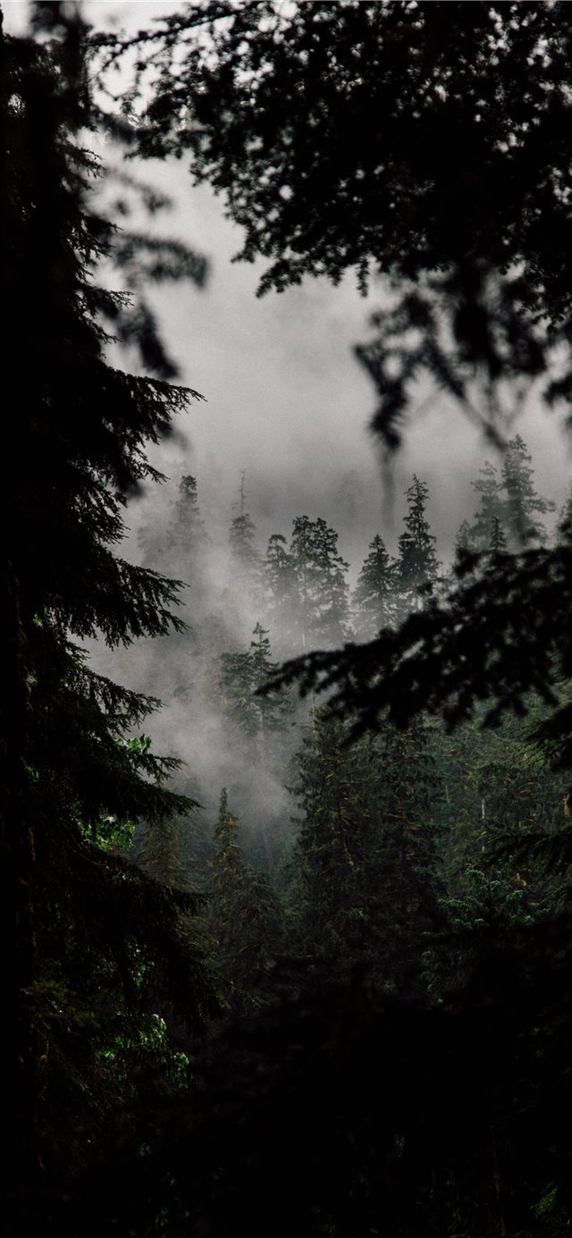 1125x2436 In the Quiet Woods - calm iPhone X Wallpaper